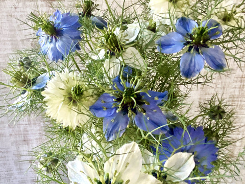 【お届け-20本-】〜ニゲラ〜　初夏から夏が旬の可憐で涼しげなお花！
