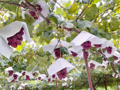 【今季最終受注】甘み・香り抜群　種なし大粒赤系品種　クイーンニーナ　約1.4〜1.5キロ（3房）