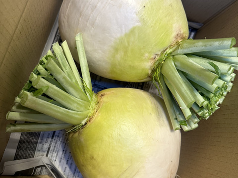 【栽培期間中農薬不使用】聖護院大根4kg以上（２〜3玉）煮炊きものに最適！サイズ不揃いのご自宅用で数量限定販売です！