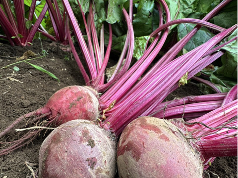 美味しいビーツ！深谷産！食べる血液！2ｋg　農薬節減栽培