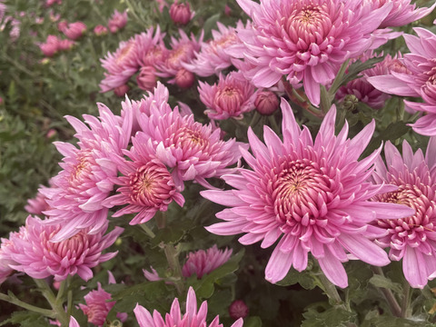 食べ応えがある！食用菊「奥もって」400g