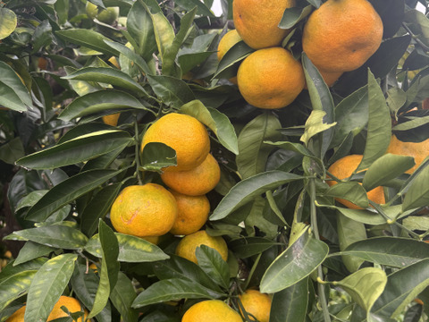 【3k箱　みかんシーズン到来の温州みかんです　家庭用大小さまざま　除草剤使用無 万田酵素散布】