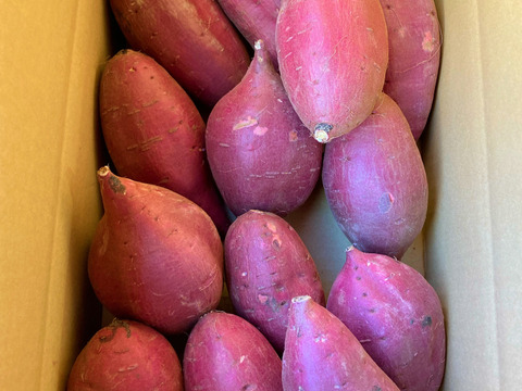 新芋】シルクスイート 丸Lサイズ 20kg さつまいも：茨城県産の