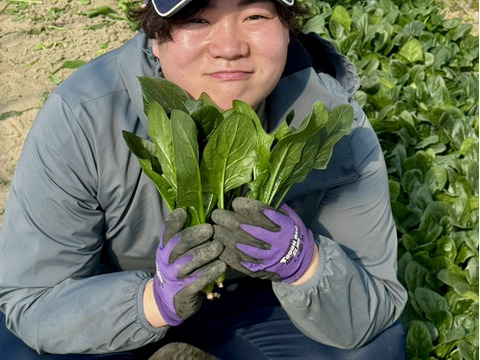 農薬不使用野菜セット／朝どれ【サニーレタス4袋&ほうれん草8袋セット】常温配送