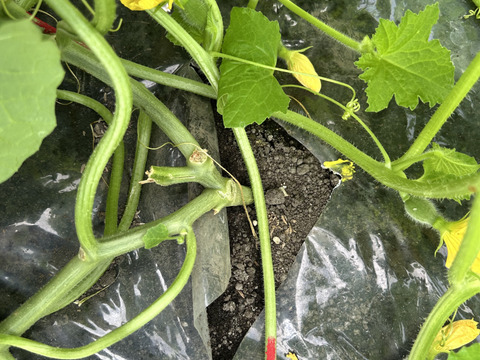 【完熟収穫】追熟の必要がないペルルメロン2玉