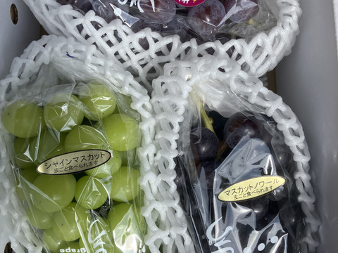 3種親子共演セット！超希少新品種富士の輝、マスカットノワール入り　シャインマスカットの子　3種3房合計1.5キロ以上