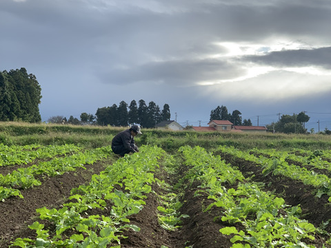 【緻密な肉質】会津赤筋大根 自然栽培 3本〜4本セット