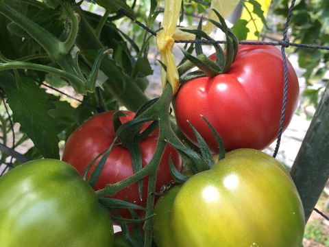 ★平均糖度10.5度！★完熟★名水育ち★究極のフルーツトマト「海部川のしずく」800g(6〜20個)　品種は驚きの桃太郎！