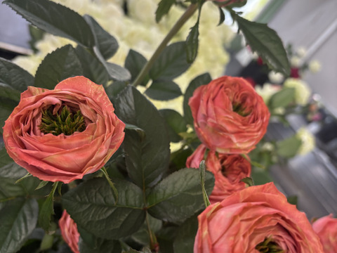 5月20日にお届け🌸２束限定🌸変わり咲き【ピンクラナンキュラ12本】ちょっとだけ栽培【ご自宅用簡易ラッピング】