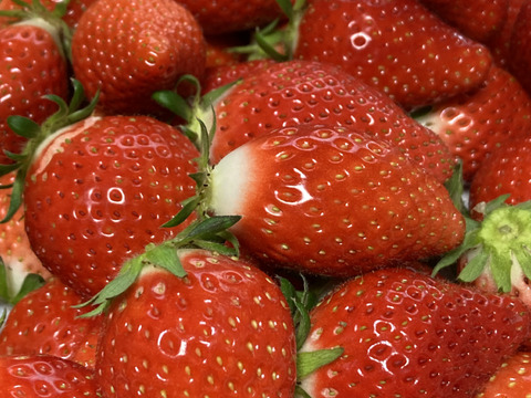 【おまかせ食べ比べ】平詰めDX２箱4パックやよいひめ•よつぼし•おいCベリーから、採れたての新鮮ないちごを2から3品種、サイズおまかせでお届け！甘さ、味の違いを楽しんで！