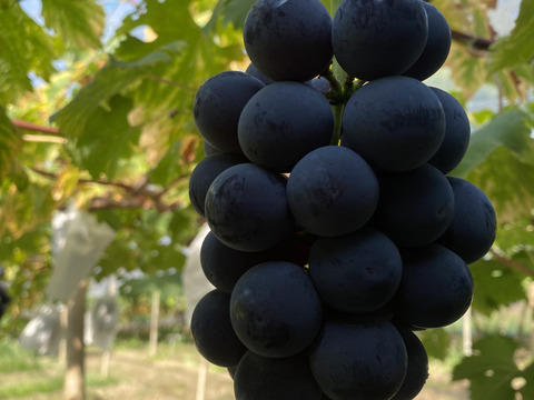 岡山県産✨サマーブラック🍇2kg（3房〜4房）甘くて美味しい😋園主オススメ🎶