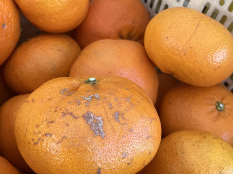 愛媛が誇る高級柑橘”ふぞろいの甘平ちゃん”3kg