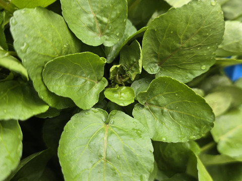 【2kg】兵庫県但馬産　ごちそうクレソン［サイズ100］