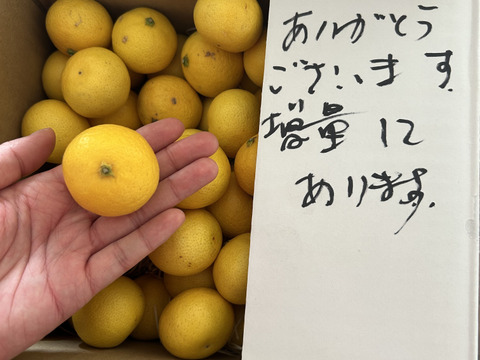 2026ねん【希少】湘南ゴールド（露地栽培)2S   2kg (直径4～4.5cm)【幻のオレンジ】