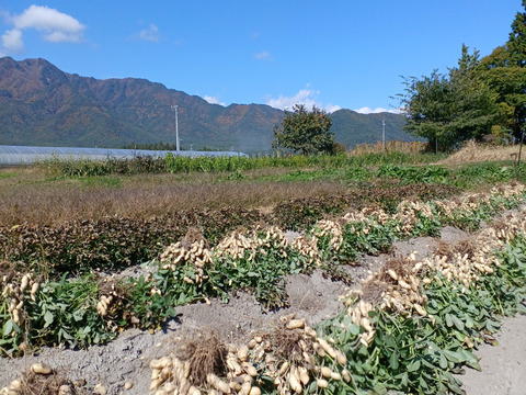 煎りピーナツ用！大きな☆落花生！1ｋ～農薬/化学肥料・不使用