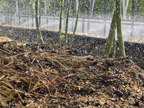 A-1グランプリ金賞【一番人気Lサイズ】「すっきりとした甘さの夏アスパラガス」1kg
ただ今期間限定増量中‼️