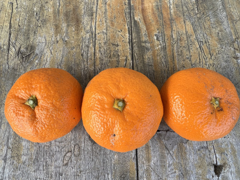 【柑橘食べ比べ】チビ湘南ゴールド500g&お家みかん2kg