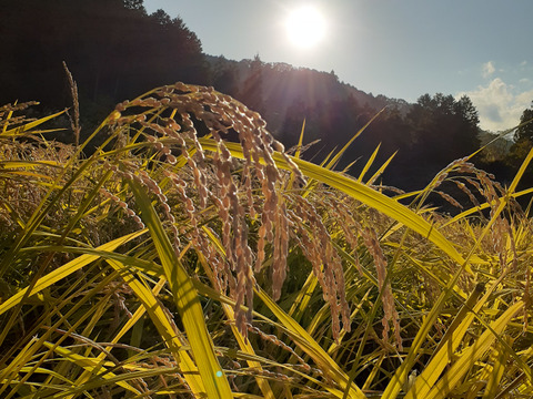 発酵玄米に最適セット　自然栽培　令年４年度丹波産コシヒカリ　4kg　＋　自然栽培　大納言小豆　300ｇ
