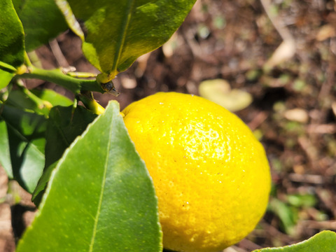 種なしレモン娘(種が数粒混じる事あり。5個)