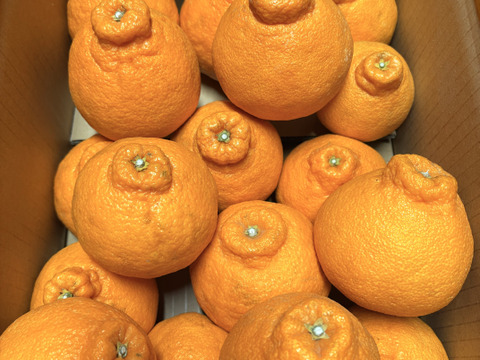 【おいしさ格別！】広島県産 ｢不知火(しらぬい)｣ 5kg