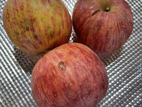 完熟蜜入り！？☆太陽の光を浴びた、こだわりサンふじ☆家庭用企画