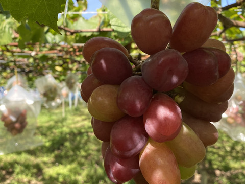 マイハート　家庭用　1キロ