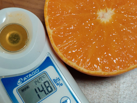 せとか【超訳あり】3kg(箱込)