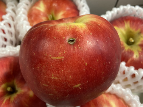 近日中発送！家庭用 希少りんご！さんさ 約2kg 信州りんご