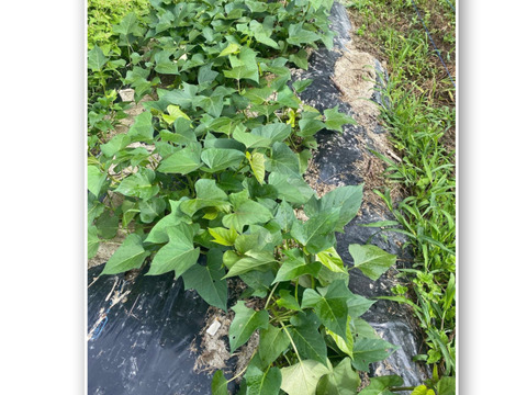 自然栽培土付き紫いも(あや紫)2kg 美容・健康効果たっぷり