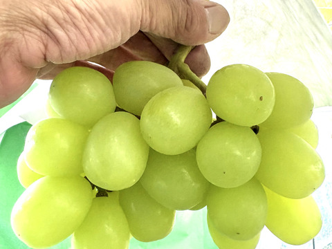 シャインマスカット系3種食べ比べ　『GREENS　グリーンズ』　500g×1P　朝採り新鮮！夏の終わりのブドウ祭り 只今２０％増量サービス中！！