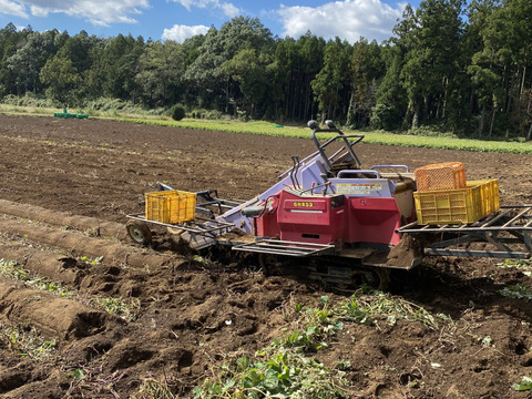 ホクホク食感！千葉県香取市産  紅あずま 2Lサイズのみ　4.8kg