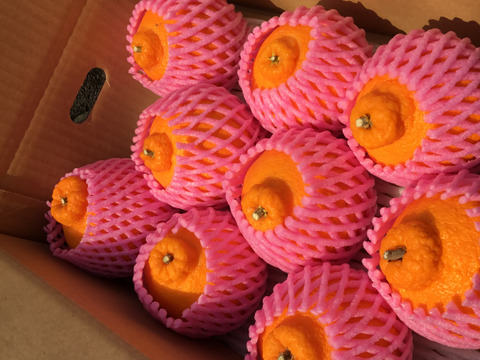 超〜お買い得❗️ちょっと訳ありだけどコク旨の不知火 M~2Lサイズ (約3kg)