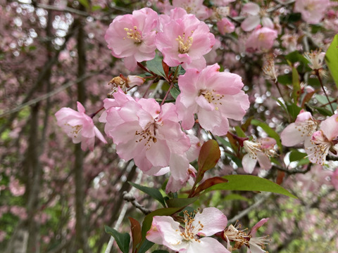 桜のハチミツさん　160g