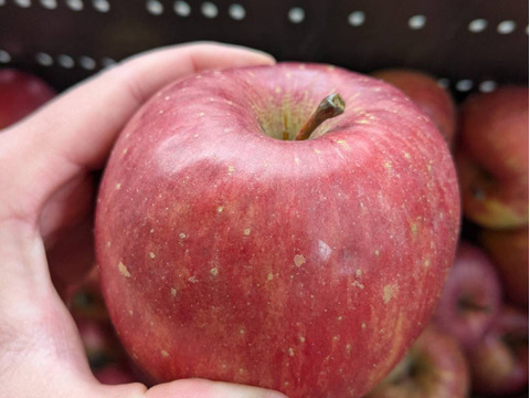 （家庭用）青森サンふじ 3kg｜訳あり・中小玉・CA貯蔵