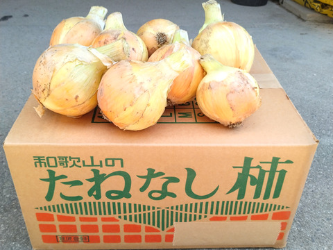 新タマネギ　8ｋｇ