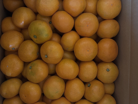 【食べチョクで１番売れてるみかんです！】夕やけみかん（10㎏）小玉（圧倒的人気のみかんです！）