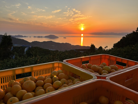 『秋が旬・秋の味覚』極早生みかん　愛媛県産　10kg（ご家庭用）