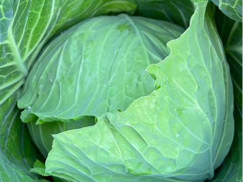 新商品‼️ほうれん草をたっぷり食べて欲しいお野菜セット‼️キャベツ、ブロッコリー入‼️