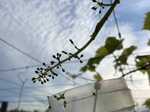 送料無料！３０００箱完売！シャインマスカット　1ｋｇ　家庭用訳ありシャインマスカット