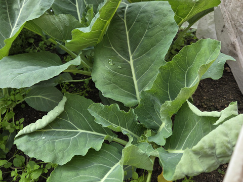 【香川県産】甘くてとっても美味しい!!カリフラワー６株入り