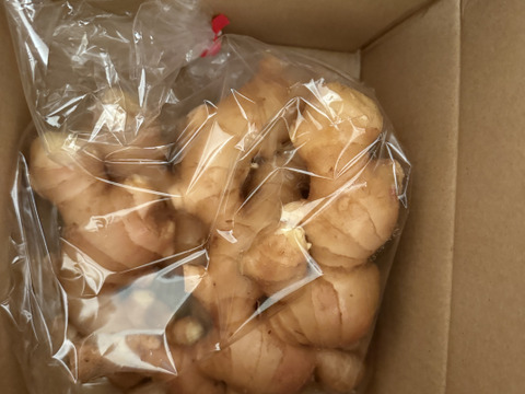 R7【四万十 町産】R7.10月収穫1㎏（洗い生姜、土佐一 生姜）