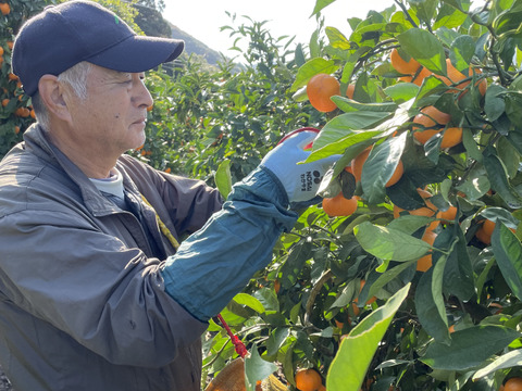 【本場・下津蔵出しみかん】土壁蔵で木箱仕込みし寝かせた熟成みかん｜農家直送