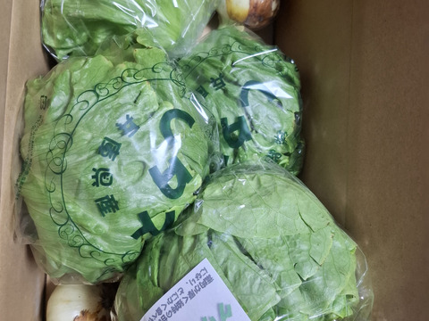 淡路島のシャキシャキレタス3玉🥬特別栽培農産物