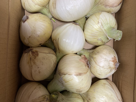 この時期だけしか食べられない♪淡路島新玉ねぎ「とろ甘・極早生種」３kg