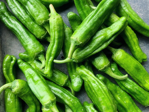 甘みの向こう側に辛味あり。シシトウ「翠臣」100g×6袋