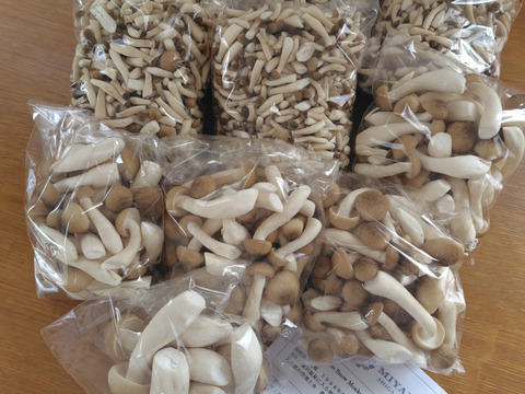 朝採り！④"ぶなしめじバラエティーパック!!"