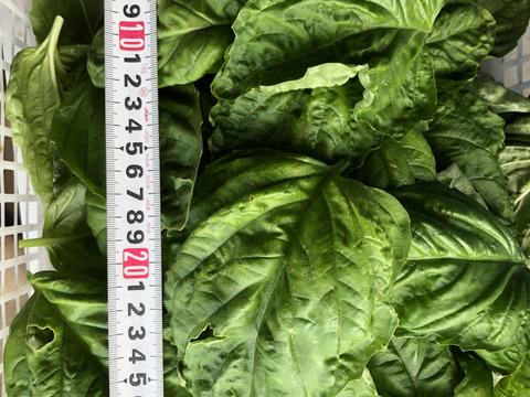 バジル　ナポレターノ　200g　化学農薬不使用　流通していません　希少　濃厚な香りと味