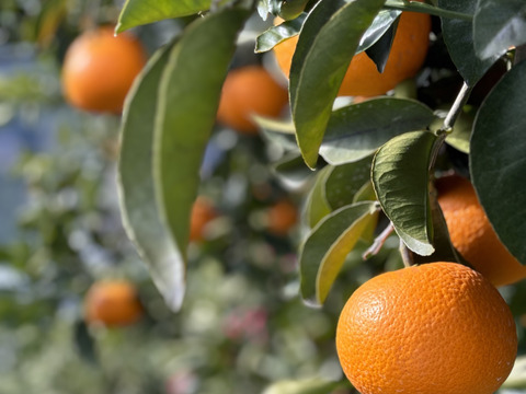 果汁100%！！
完熟果実のみを使用！！
温州みかんジュース（720ml）2本入り