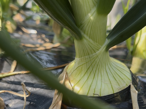 【栽培期間中農薬不使用】新鮮な採れたて新玉ねぎ2kg（6〜8個）