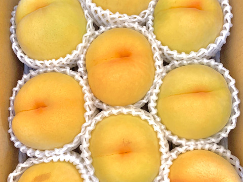 【職人技】黄桃　品種は何が届くかお楽しみ♪3㎏（6-11玉）【夏ギフト】8月発送